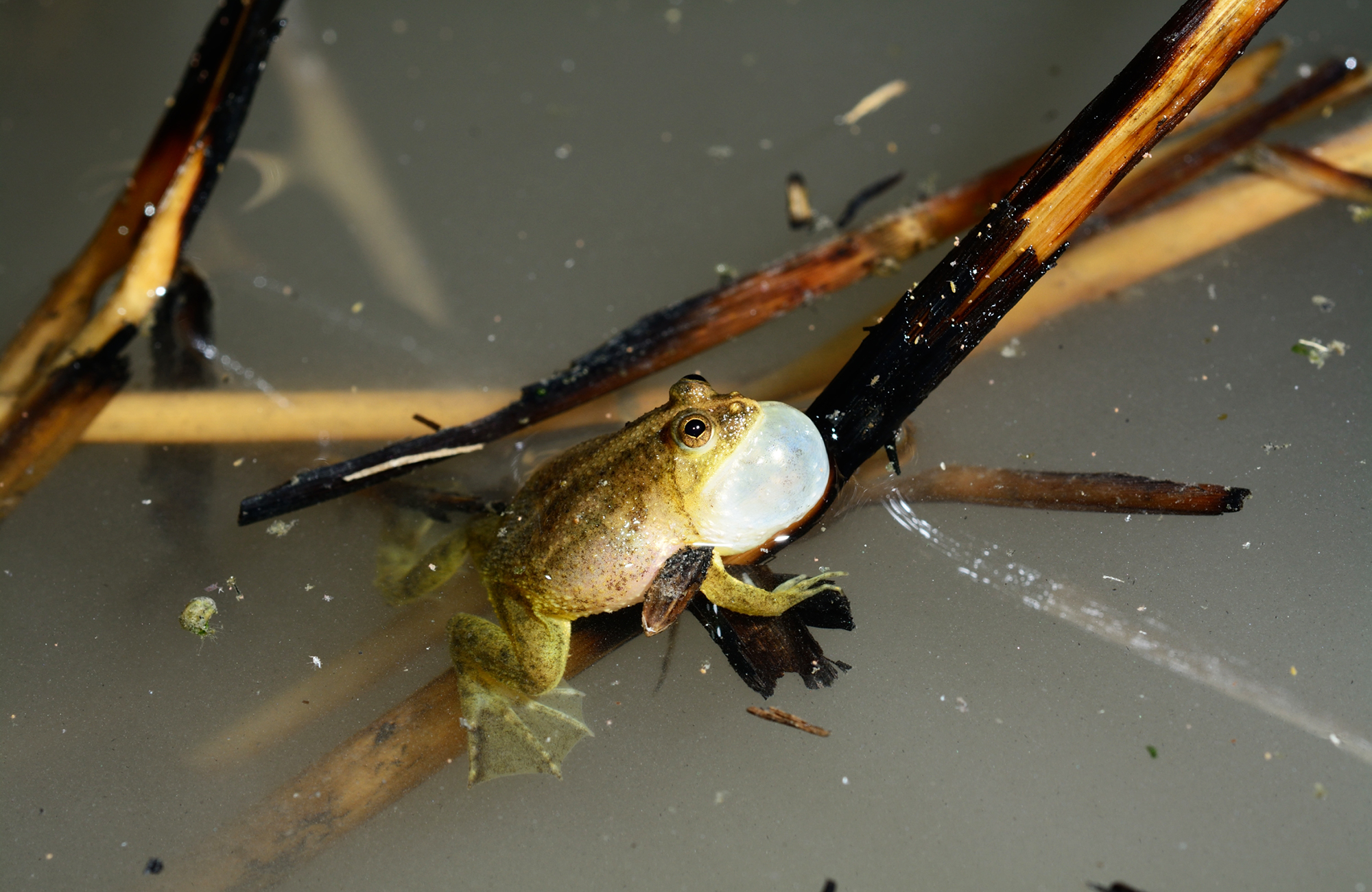 Green Puddle Frog (Occidozyga lima) from Z village